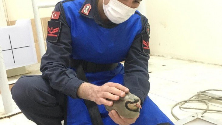 Jandarmanın önüne düşen yaralı keklik tedavi altına alındı